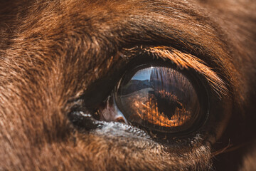 Auge | Pferd