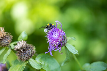 A bee on a purple flower. Close-up macro view.