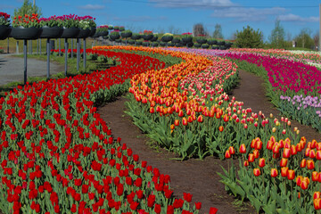 Kyiv, Ukraine - May 12, 2021: A huge field of bright, blooming tulips in the city park. Beauty of blooming field. Spring flowers on a warm sunny day. 325 days before the russian invasion of Ukraine.