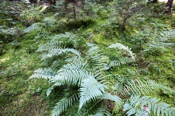 Green fern leaf in the forest. Close-up macro view.