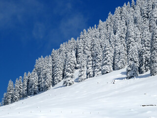 Fototapeta premium Fairytale icy winter atmosphere and snow-covered coniferous trees on mountain Schindlenberg in the Alpstein massif, Nesslau - Obertoggenburg region, Switzerland (Schweiz)