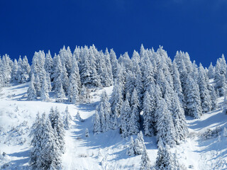 Fairytale icy winter atmosphere and snow-covered coniferous trees on mountain Schindlenberg in the Alpstein massif, Nesslau - Obertoggenburg region, Switzerland (Schweiz)