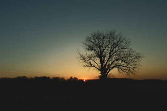 Beautiful sunset with silhouetted tree. 