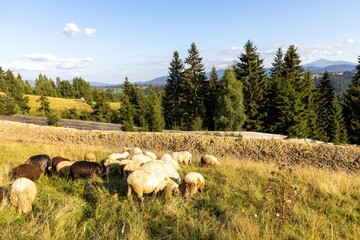 Obraz premium Herd of sheep on a mountain meadow of the Ukrainian Carpathians