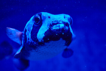 Dangerous and delicious puffer fish. A delicacy of the eastern sea countries. A unique dish of...
