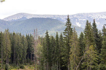 Panorama of mountains in the Ukrainian Carpathians on a summer sunny day.