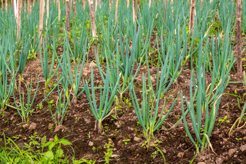 Leeks in the garden leek plant has many benefits natural food seasoning
