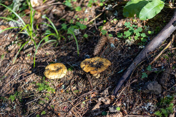 Mushroom in the mountain forest on a summer day. Close up macro view.
