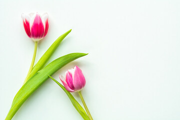 Hintergrund mit Tulpen