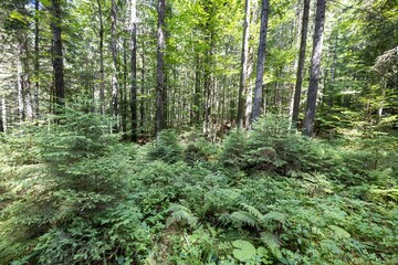Mountain forest in the Ukrainian Carpathians.