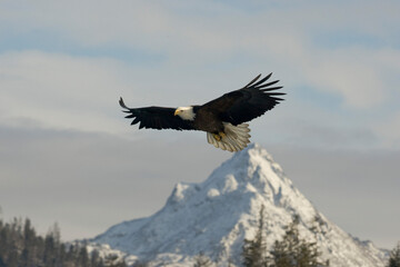 bald eagle in flight