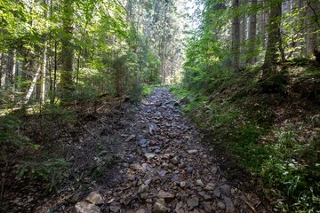 Mountain forest in the Ukrainian Carpathians.
