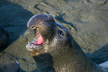 Obraz premium A Female Cow Elephant Seal Sea Elephant Bellowing on a Sandy Beach