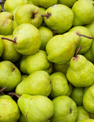 Fresh and delicious pear - Pyrus communis