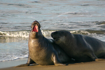 Naklejka premium A Pair of Female Cow Elephant Seal Sea Elephants Fighting on a Sandy Beach