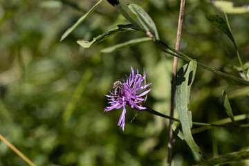 Mountain flowers in the Ukrainian Carpathians. Close-up macro view.