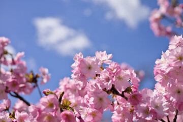 Branches of pink cherry blossoms on the tree under blue sky, Sakura flowers in Springtime