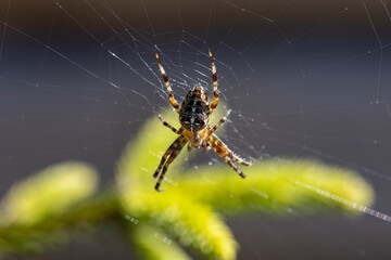Spider on a pine branch illuminated by sunlight. Close-up macro view.