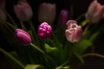 Tulpen im Spotlight