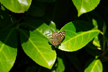 Speckled Wood Butterfly (Pararge aegeria) perched on green leaf in Zurich, Switzerland