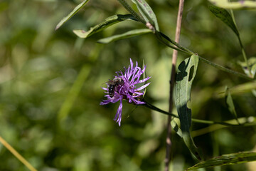 Mountain flowers in the Ukrainian Carpathians. Close-up macro view.