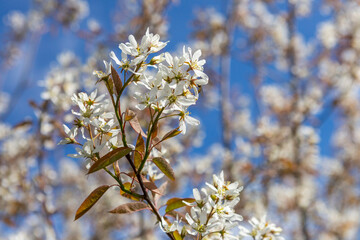 Felsenbirne im Frühling
