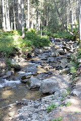Mountain stream on a summer day in the Ukrainian Carpathians