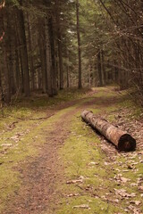 wood log lying on a forest road