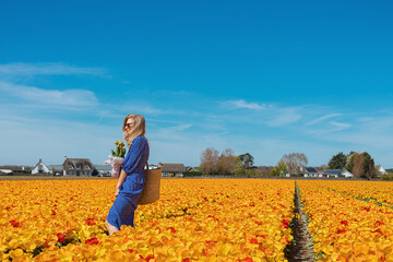 Beautiful young blond woman in a blue dress holding straw basket in yellow and orange bloom tulip field on a sunny summer day against clear blue sky background. Nature travel concept.