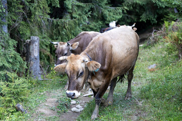 Cow on a green meadow in the Ukrainian Carpathians on a summer day.