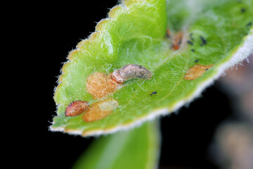 Apple Case Bearer where the larva of a Coleophora malivorella. Young caterpillar on developing apple leaves in spring.