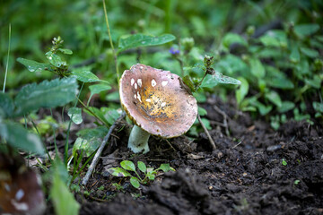 Mushroom in the mountain forest on a summer day. Close up macro view.