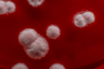 mold and bacteria on red agar. Agar medium for pathogens. Mold spores and mycelium