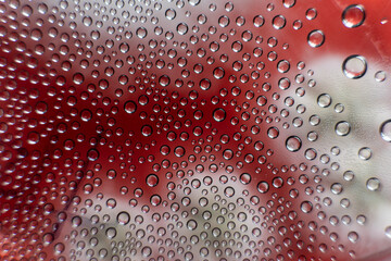 study of mold and bacteria in a petri dish with red agar. Mold spores and fungal mycelium