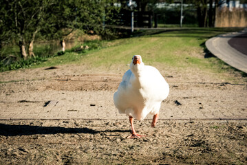 Angriff von einer laufenden Gans