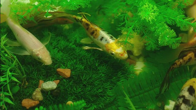 Many colorful Carp Or Japanese Koi Fishes Swimming moving In aquarium. Colony of Beautiful goldfish under the water. Beautiful exotic nature , leaves , plants inside sea water . Close up slow motion 