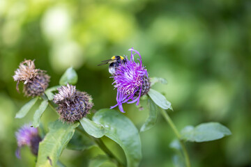 A bee on a purple flower. Close-up macro view.