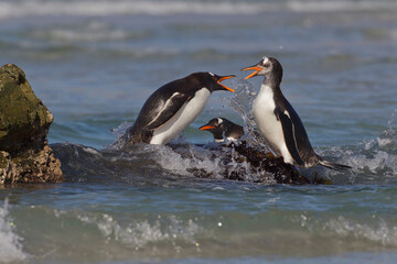 penguin on rocks