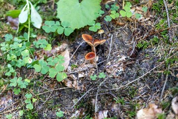 Mushroom in the mountain forest on a summer day. Close up macro view.