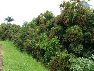 Fototapeta na wymiar row of lychees trees on the tropical island of La Réunion, France