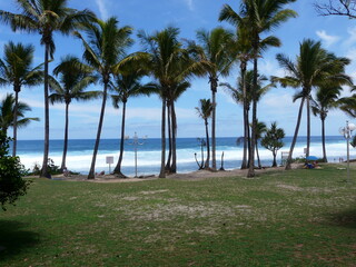 palm trees on the beach on the tropical island of La Réunion, France
