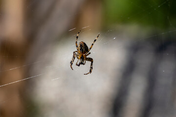 Spider on a web on a natural background. Close-up macro view.