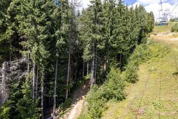 Summer forest in the Ukrainian Carpathians