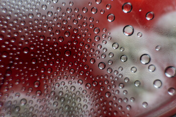 mold in a petri dish. Microbiological studies in laboratory conditions. Mycelium and mold