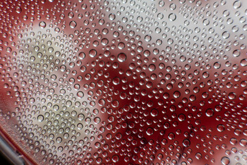 mushroom mycelium in a petri dish on agar nutrient medium.