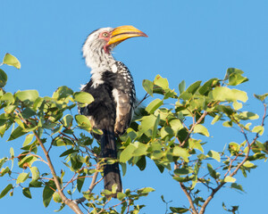 Yellow-billed hornbill in a tree in Kruger National Park, Limpopo Province, South Africa.