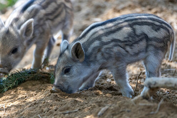 Wild boar. Close up detailed view