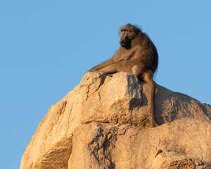 Baboon on a rock lookout in Kruger National Park, Limpopo Province, South Africa.