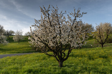 Fototapeta na wymiar Famous Blooming Cherry trees in Spring, Gipf-Oberfrick, Fricktal, Aargau Switzerland