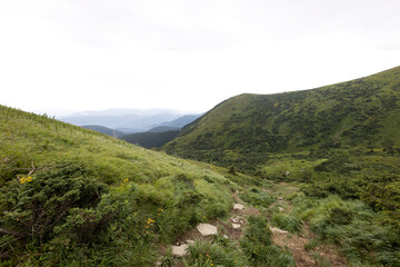 Fototapeta premium Panorama of mountains in the Ukrainian Carpathians on a summer day.